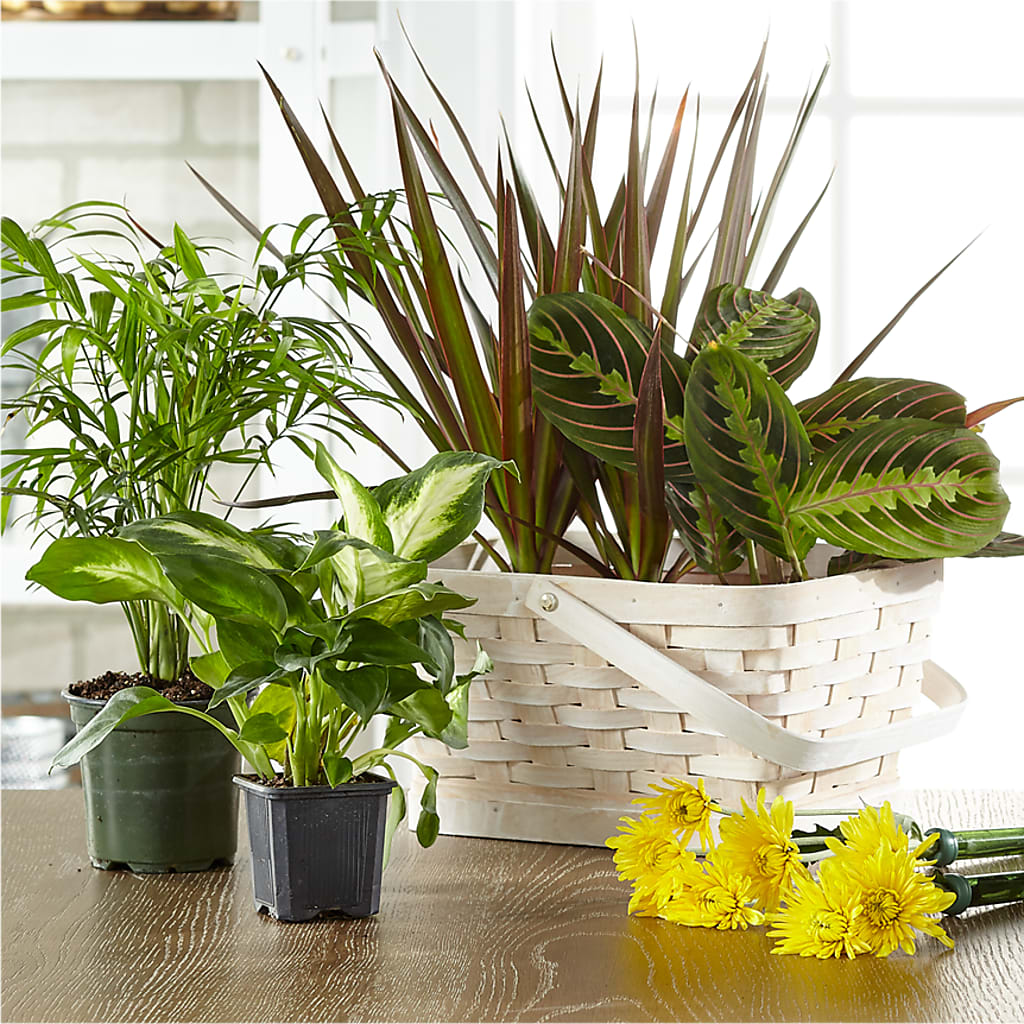 Florist Designed Blooming and Green Plants in a Basket – Magic Sun Flowers, Los Angeles CA