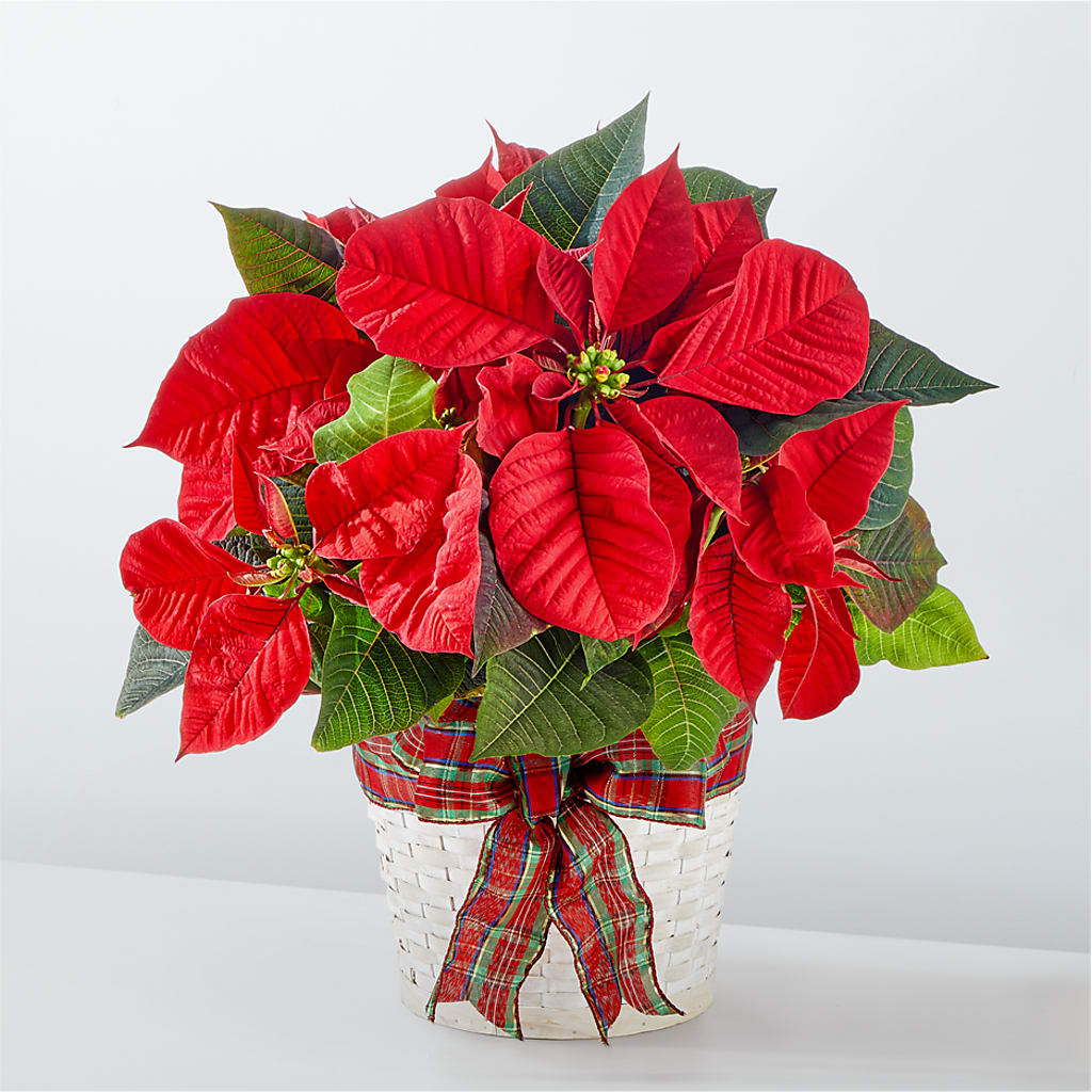 Happiest Holidays Poinsettia – Magic Sun Flowers, Los Angeles CA