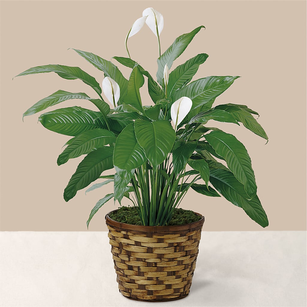 Tranquil Moments Peace Lily Plant – Magic Sun Flowers, Los Angeles CA
