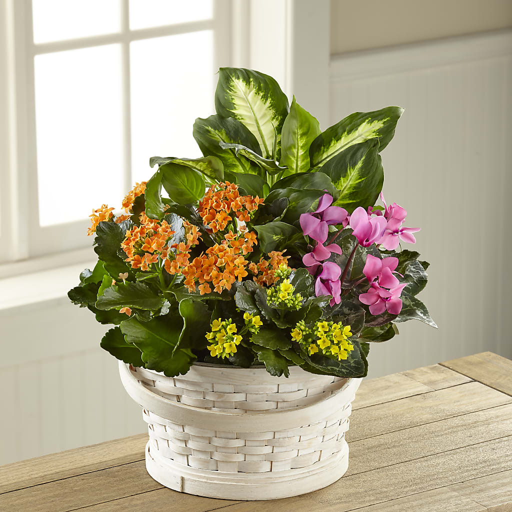 Color Crush Dishgarden – Magic Sun Flowers, Los Angeles CA