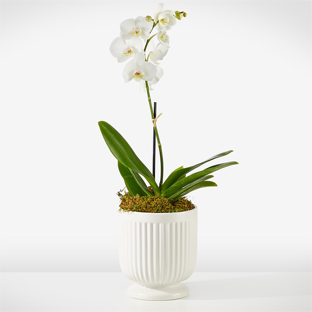 Whispering White Orchid – Magic Sun Flowers, Los Angeles CA