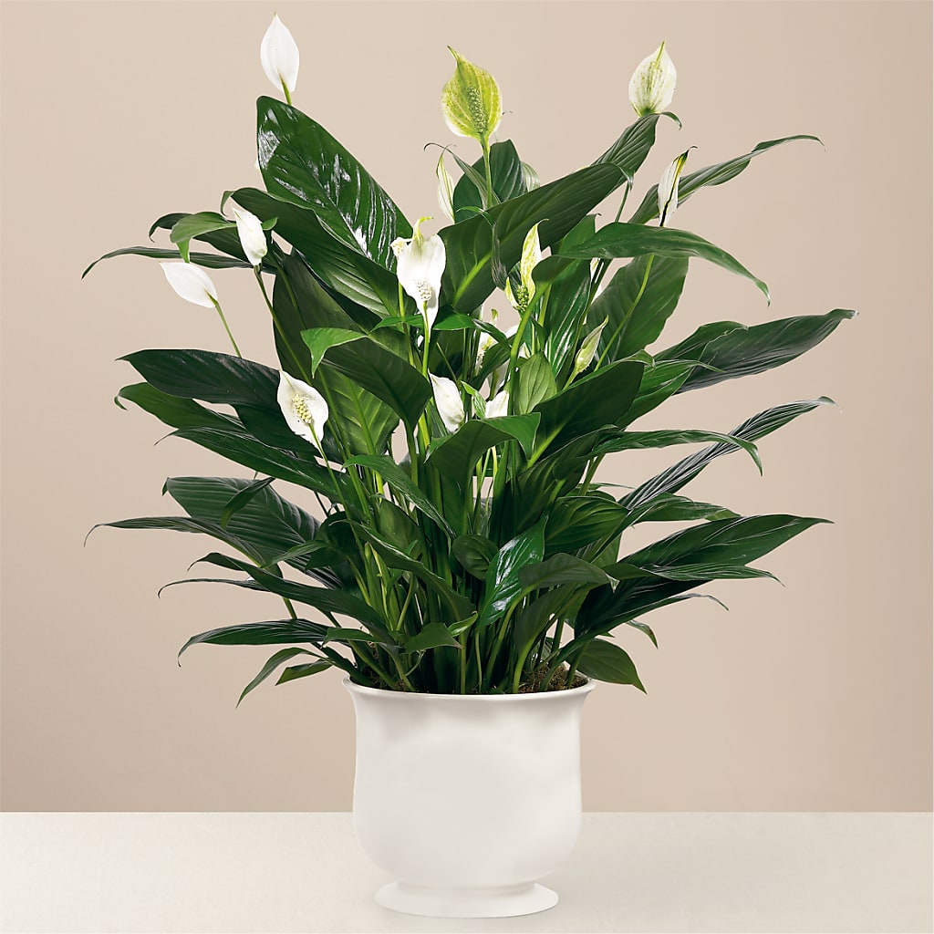Comfort Planter – Magic Sun Flowers, Los Angeles CA