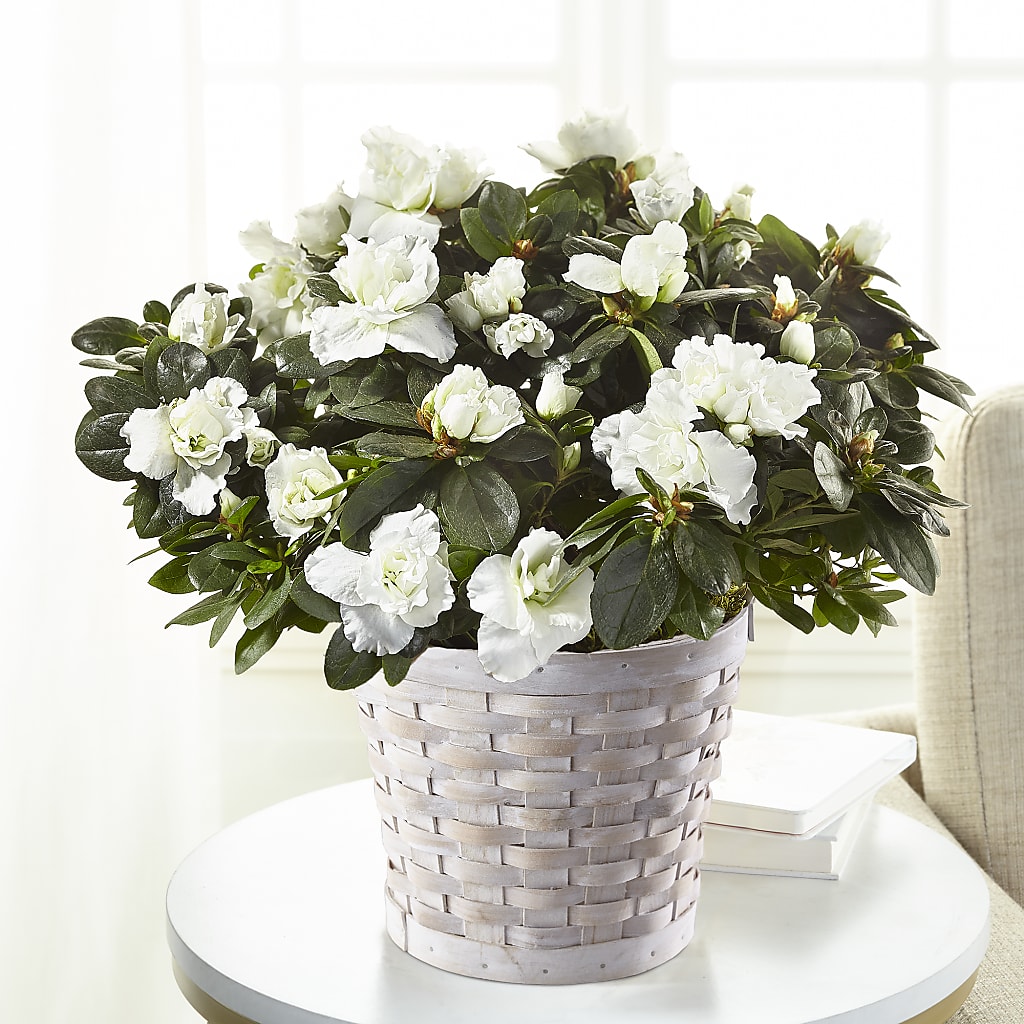 White Azalea Plant – Magic Sun Flowers, Los Angeles CA