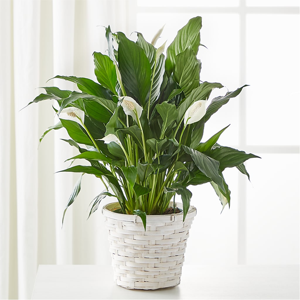 A New Leaf Peace Lily – Magic Sun Flowers, Los Angeles CA