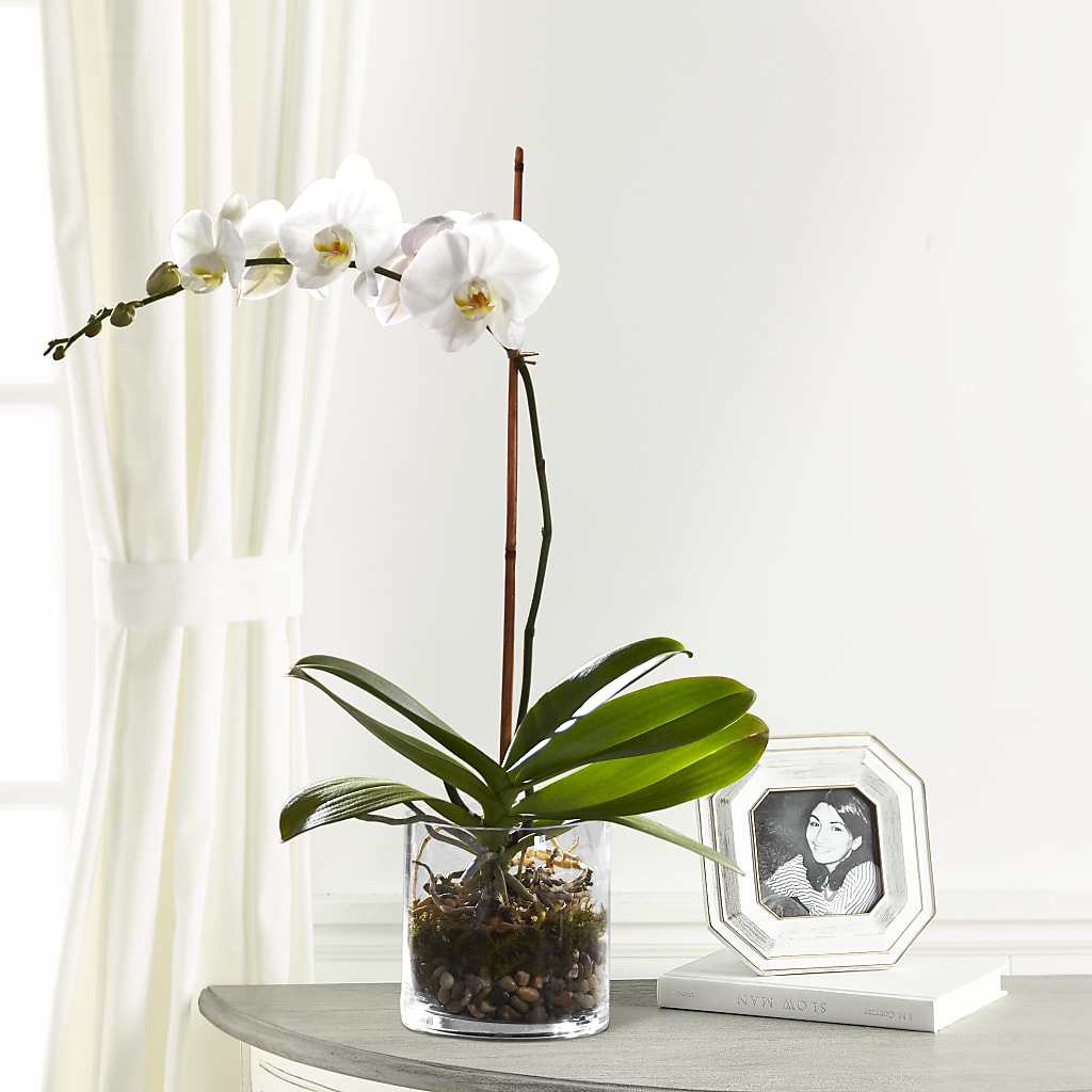 White Orchid Planter – Magic Sun Flowers, Los Angeles CA