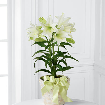 Easter Lily Plant –  Magic Sun Flowers, Los Angeles CA