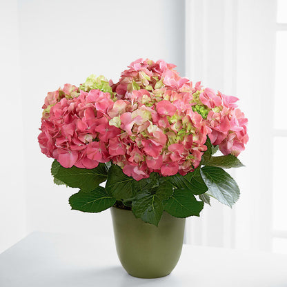 Pink Hydrangea Planter –  Magic Sun Flowers, Los Angeles CA