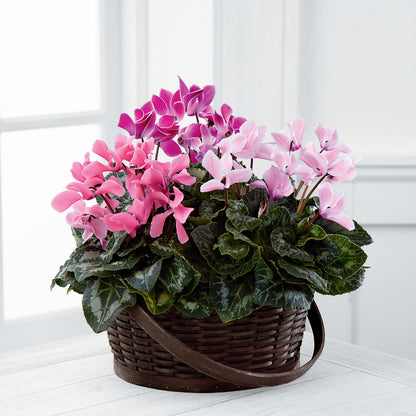 Mixed Cyclamen Planter –  Magic Sun Flowers, Los Angeles CA
