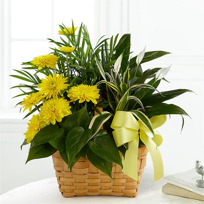 Loving Light Dishgarden –  Magic Sun Flowers, Los Angeles CA