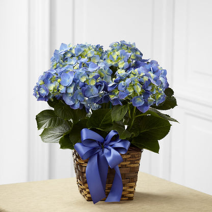 Blue Hydrangea Planter –  Magic Sun Flowers, Los Angeles CA