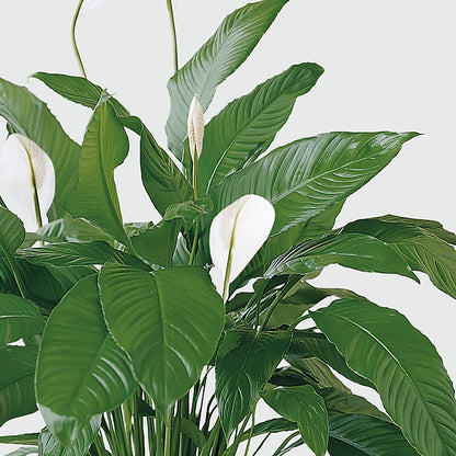 Tranquil Moments Peace Lily Plant –  Magic Sun Flowers, Los Angeles CA