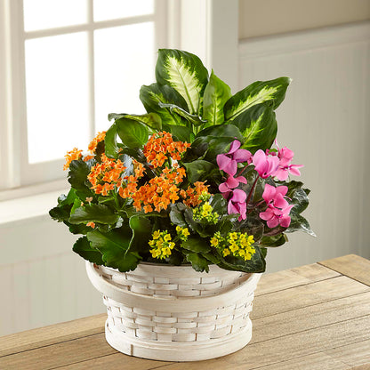 Color Crush Dishgarden –  Magic Sun Flowers, Los Angeles CA
