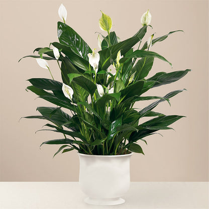 Comfort Planter –  Magic Sun Flowers, Los Angeles CA