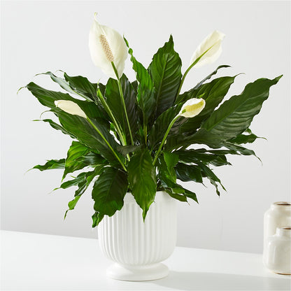 Comfort Planter –  Magic Sun Flowers, Los Angeles CA