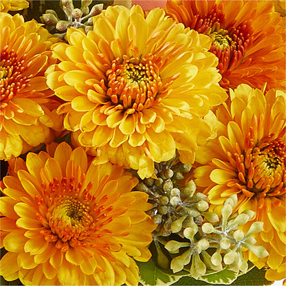 Peachy Pumpkin –  Magic Sun Flowers, Los Angeles CA