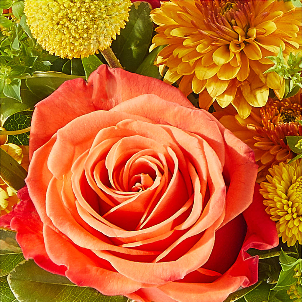 Gourdgeous Pumpkin –  Magic Sun Flowers, Los Angeles CA
