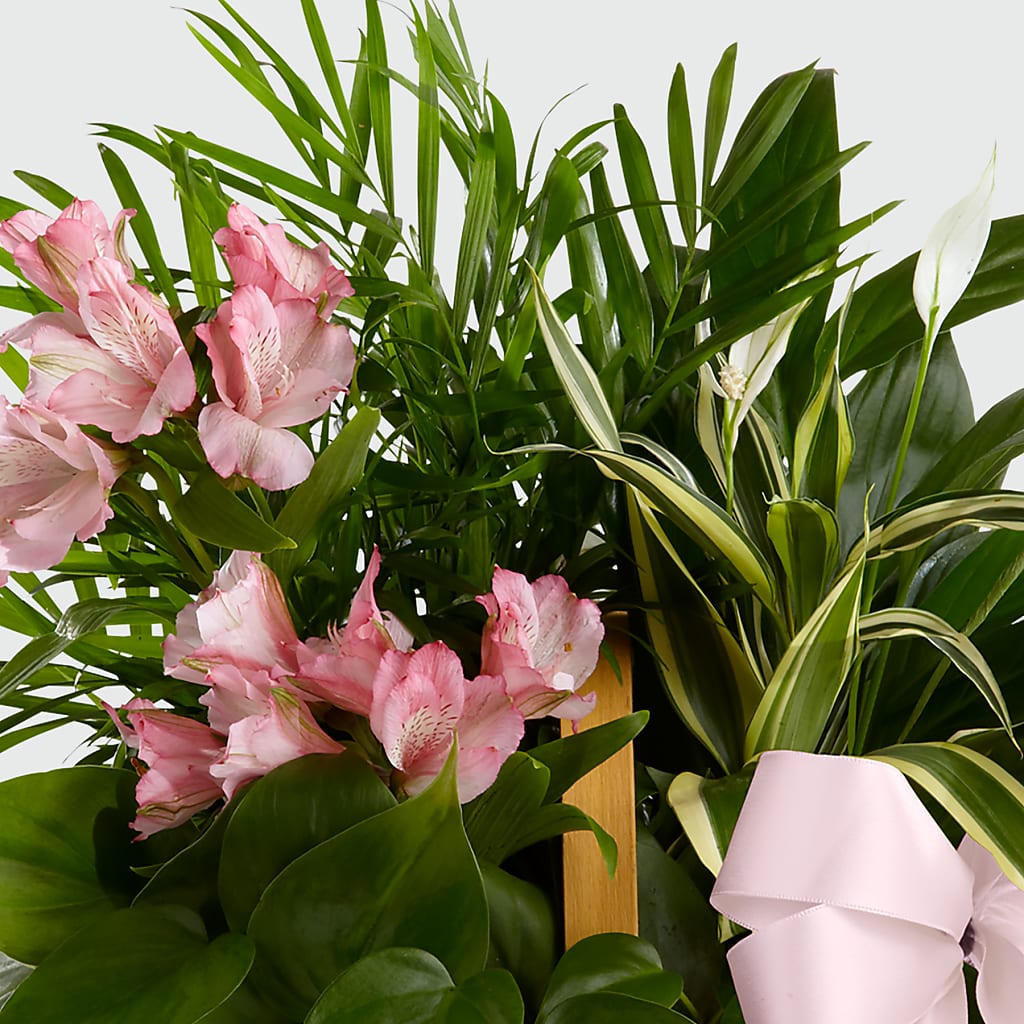 Living Spirit Dishgarden –  Magic Sun Flowers, Los Angeles CA
