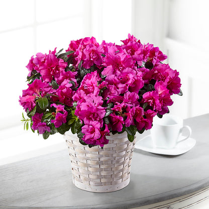 Hope & Serenity Azalea Plant –  Magic Sun Flowers, Los Angeles CA