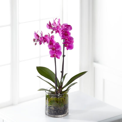 Pink Orchid Plant –  Magic Sun Flowers, Los Angeles CA