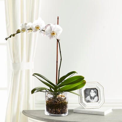 White Orchid Planter –  Magic Sun Flowers, Los Angeles CA
